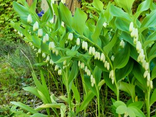 white flowers and leaves of Solomons Seal