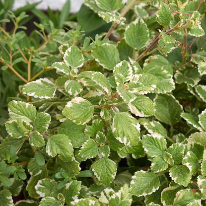 White-edged Swedish ivy