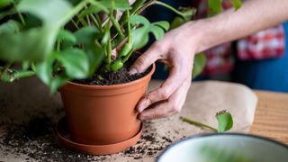 gardener repotting a monstera plant