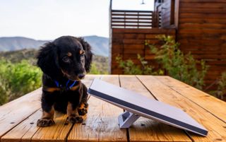 Promo image of the Starlink Mini satellite internet device next to a puppy