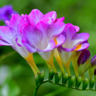 Closeup of purple and white freesia flowers growing in garden