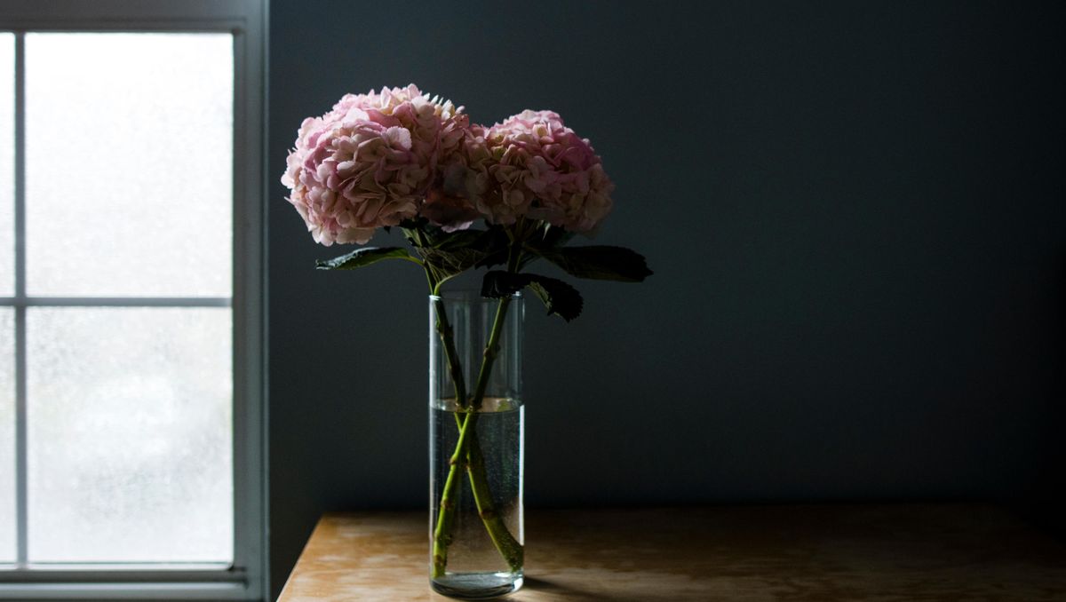 Comment prendre soin des hortensias dans un vase 