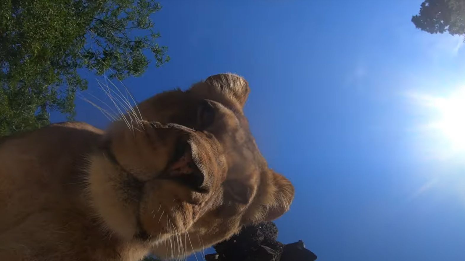 Watch what happens when lions steal a hidden camera at Oregon Zoo ...