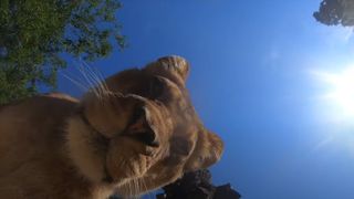 Lions find camera hidden in their enclosure 