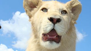 White Lion Cub 