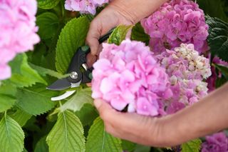 Flowers are abundant in hydrangea flower beds in gardens.