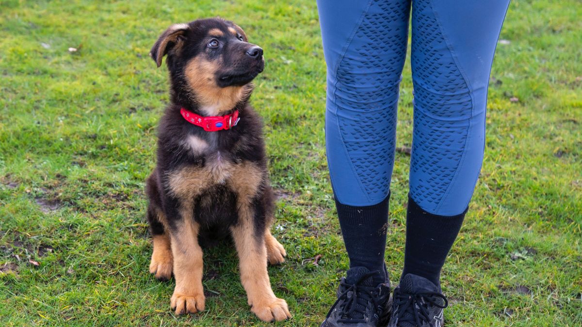 German Shepherd puppy sat on grass looking up at owner