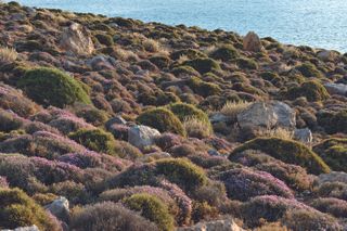 ringing the Mediterranean into your Garden: how to capture the natural beauty of the garrigue