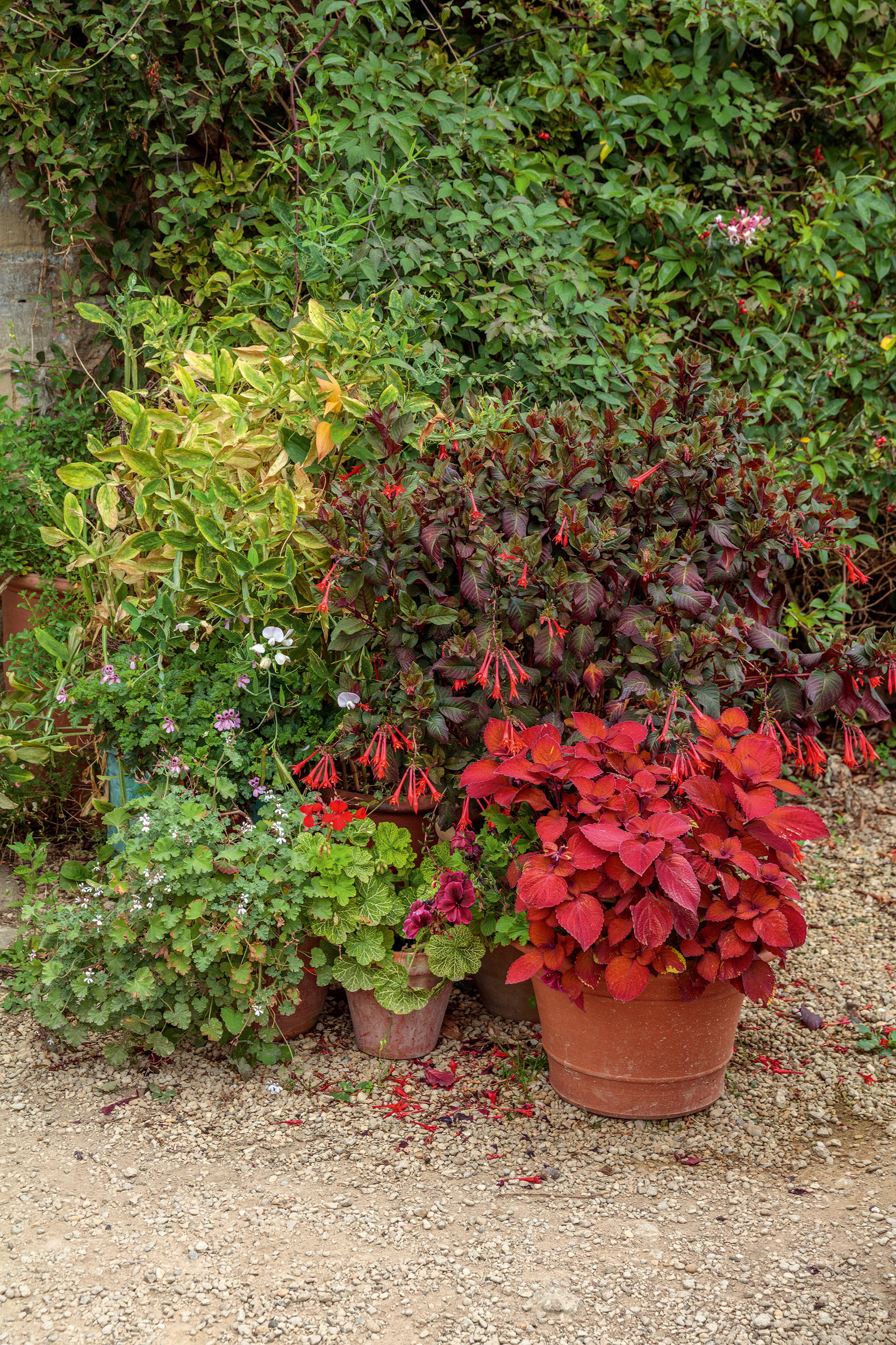 Ham Court's garden