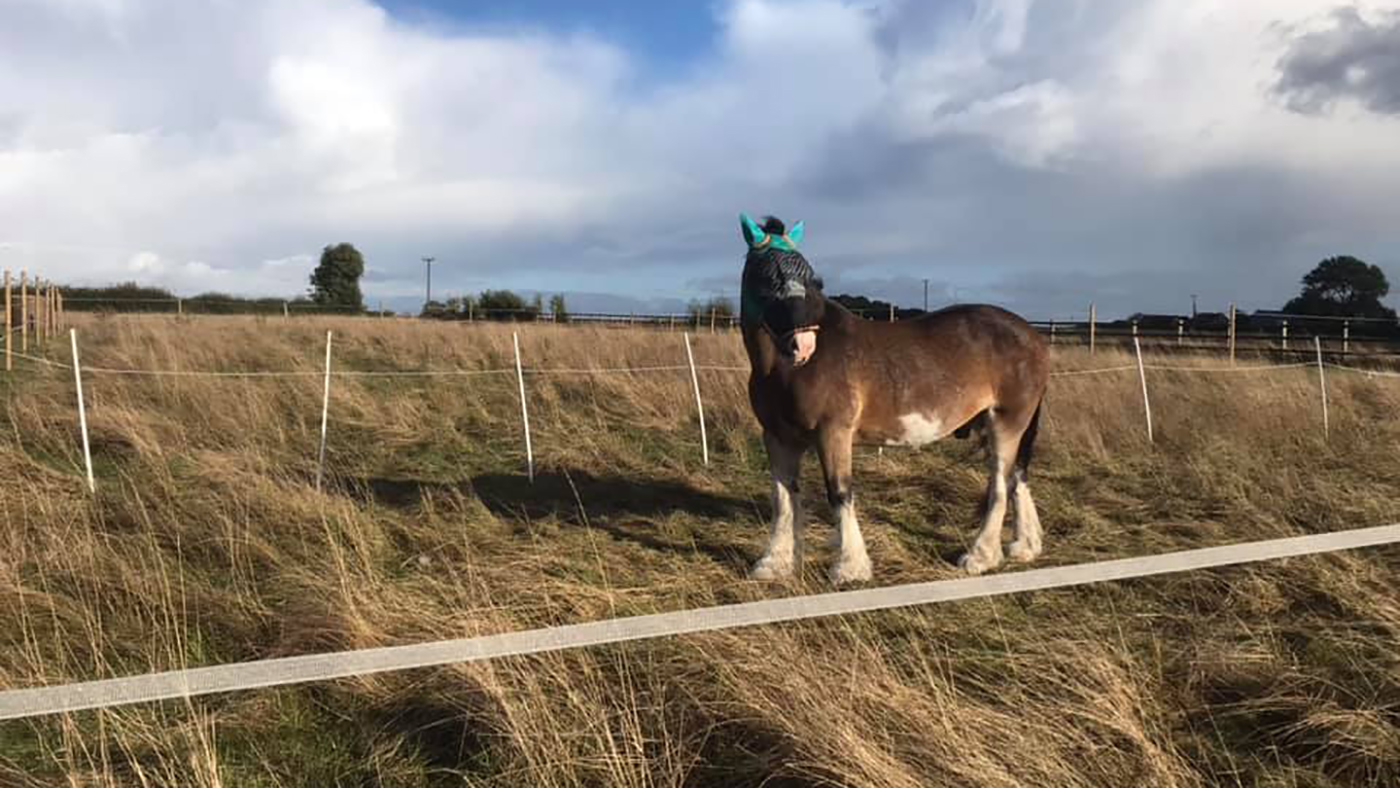 Hovis at his new yard