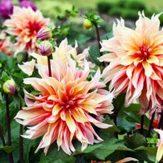 dinnerplate dahlias with pink and peach petals