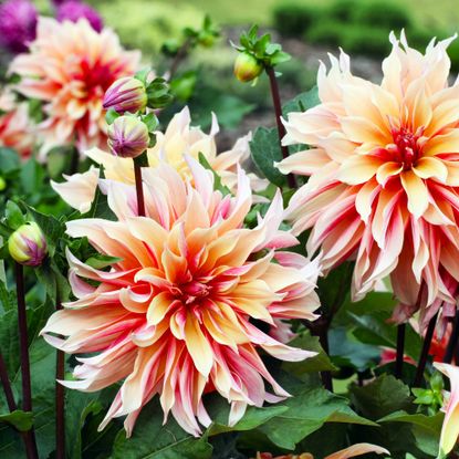dinnerplate dahlias with pink and peach petals