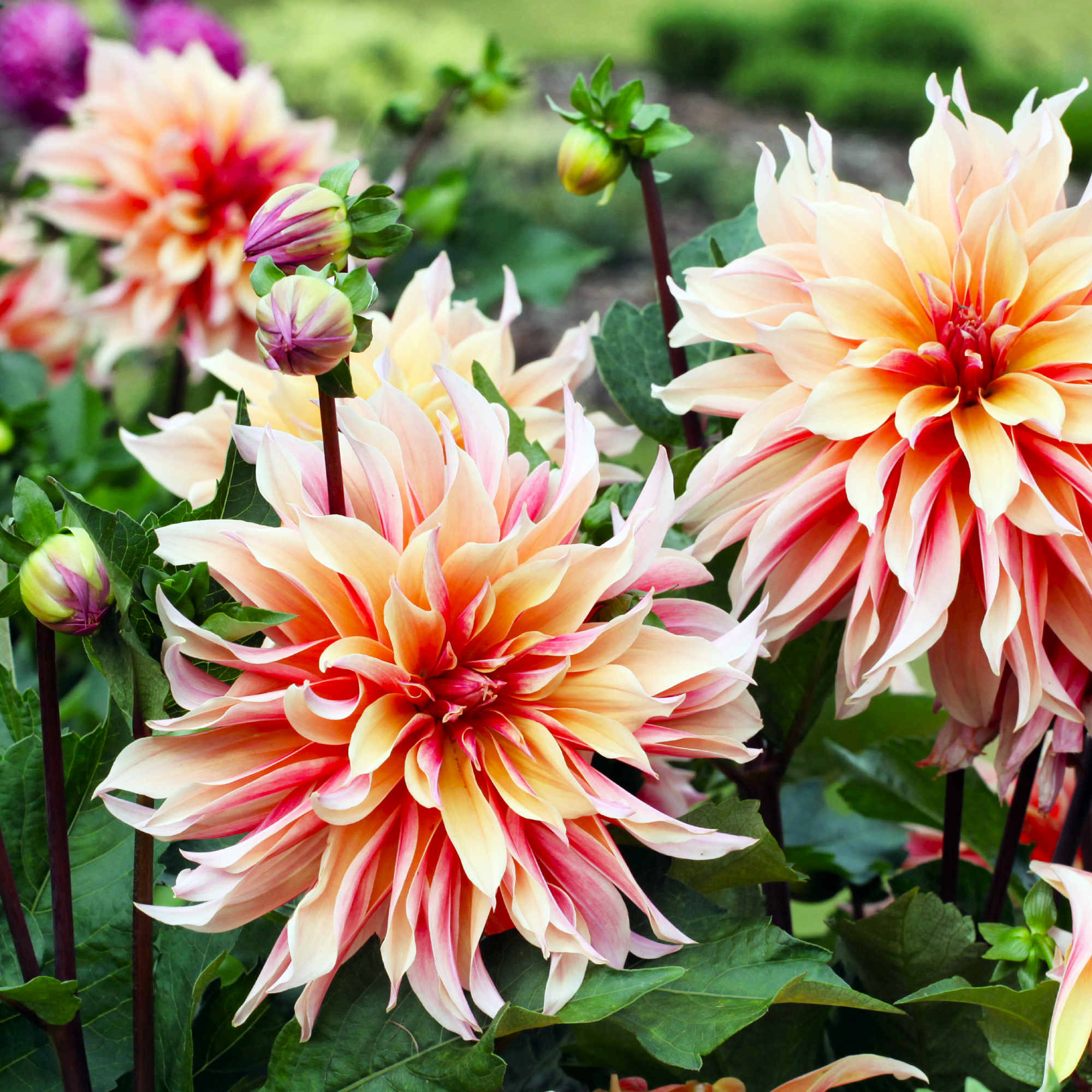 dinnerplate dahlias with pink and peach petals