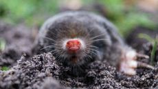 Shown here, a mole called Talpa europaea, which is in the same genus as the Iberian mole (Talpa occidentalis).