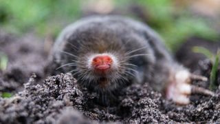 Shown here, a mole called Talpa europaea, which is in the same genus as the Iberian mole (Talpa occidentalis).