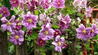 pink clematis flowers growing on fence