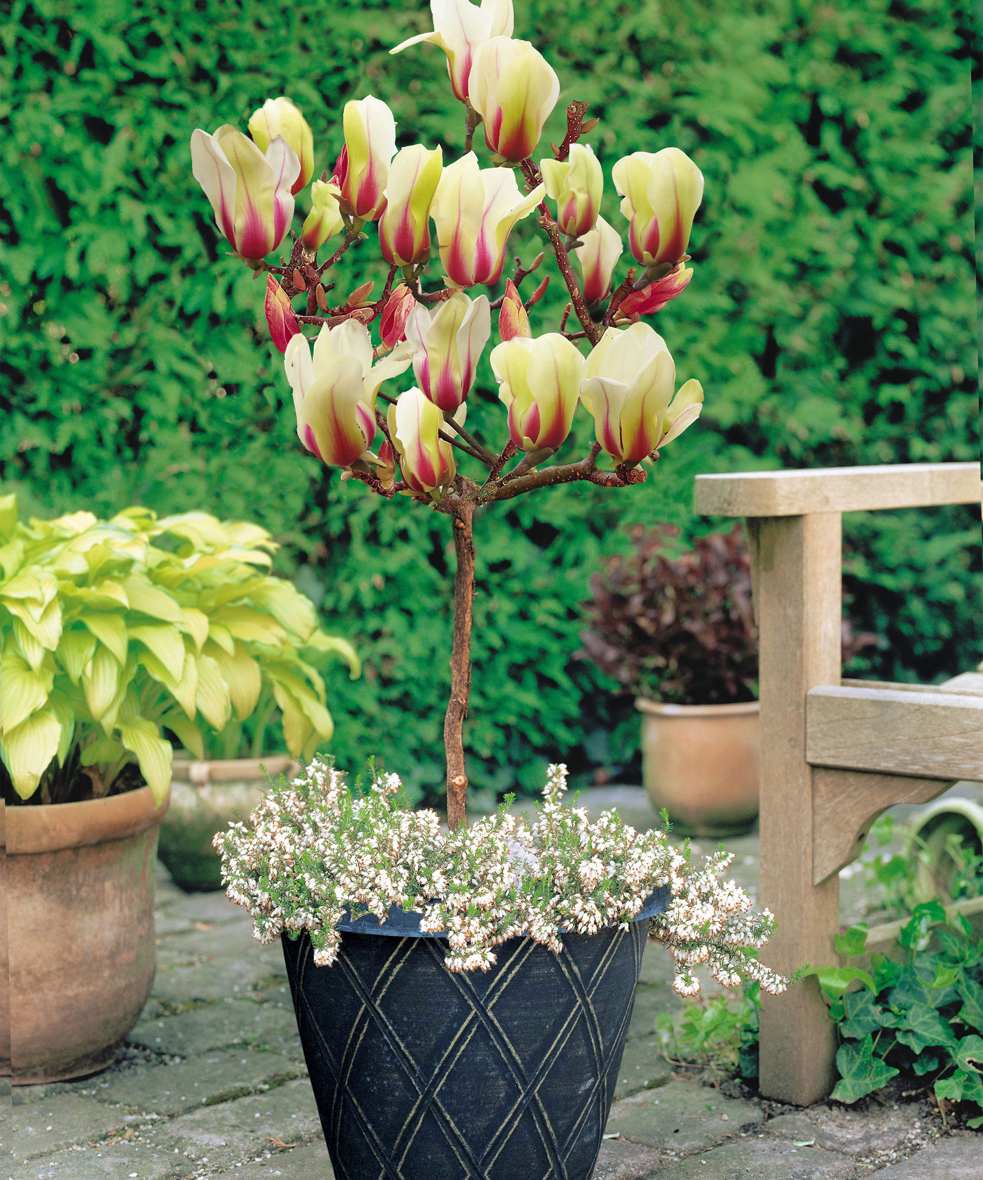 Best trees for a small garden: Top choices for a compact outdoor space