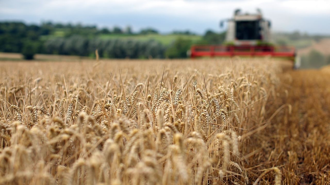 Wheat farming