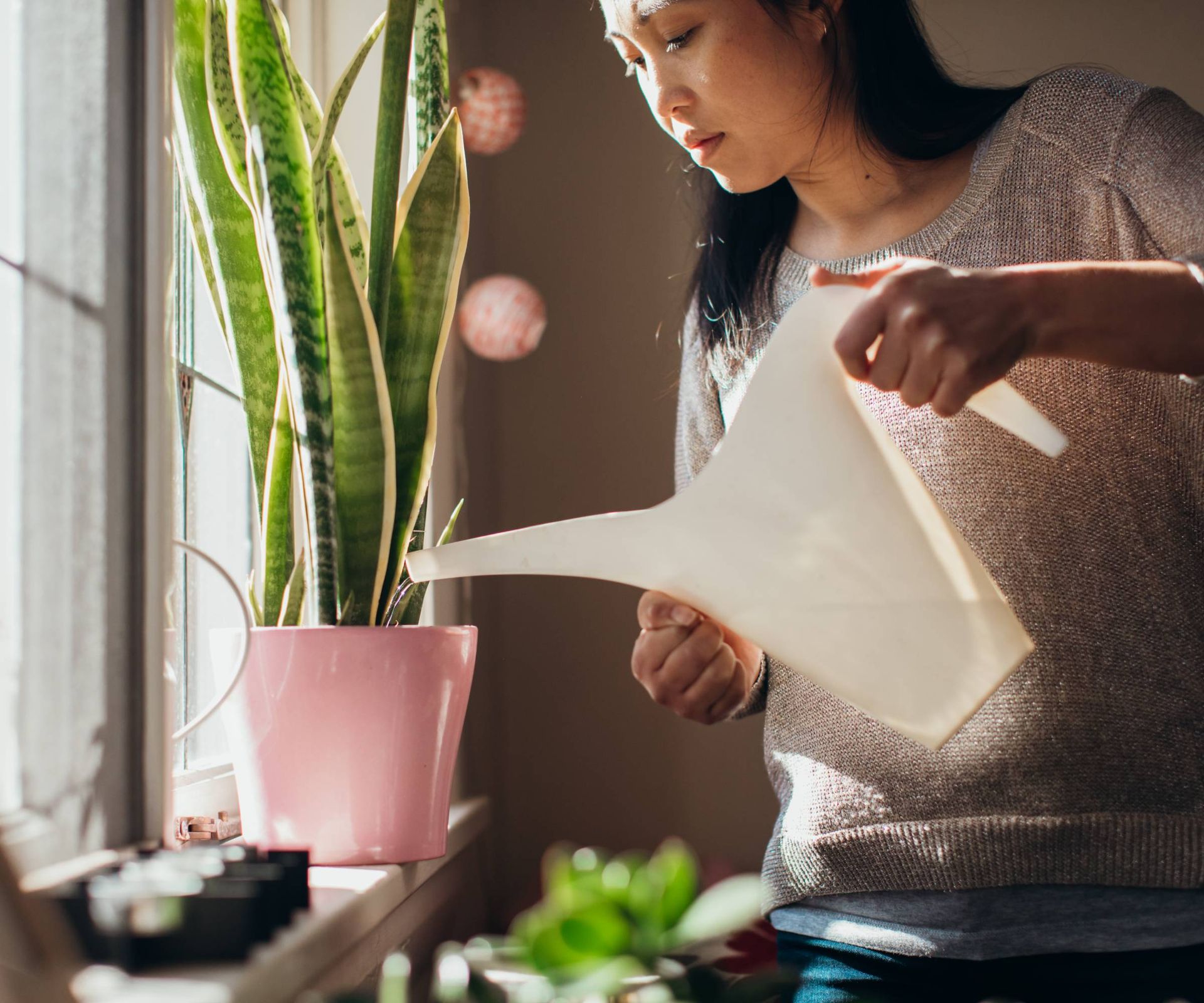 Woman watering indoor snake plant on windowsill