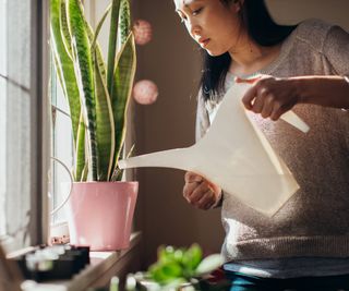 Woman watering indoor snake plant on windowsill