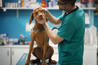 A dog being examined by a vet