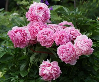 hybrid pink peony in full bloom in early summer