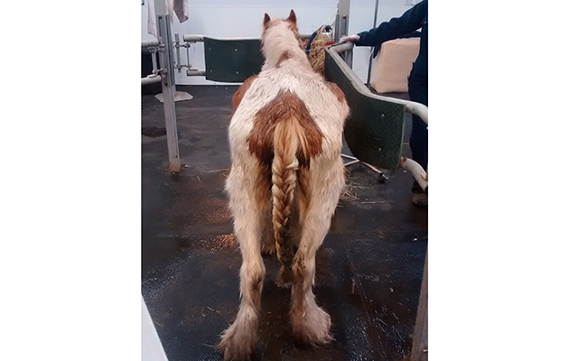 Winthorpe pony 2