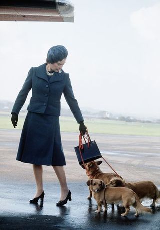 aberdeenscotland 1974 queen elizabeth ll arrives at aberdeen airport with her corgis to start her holidays in balmoral, scotland in 1974 photo by anwar husseingetty images