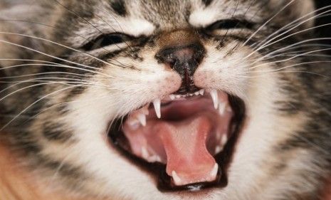 Screaming kitten