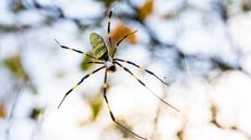 Will Joro spiders affect plants