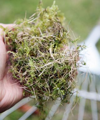 removing moss from a lawn