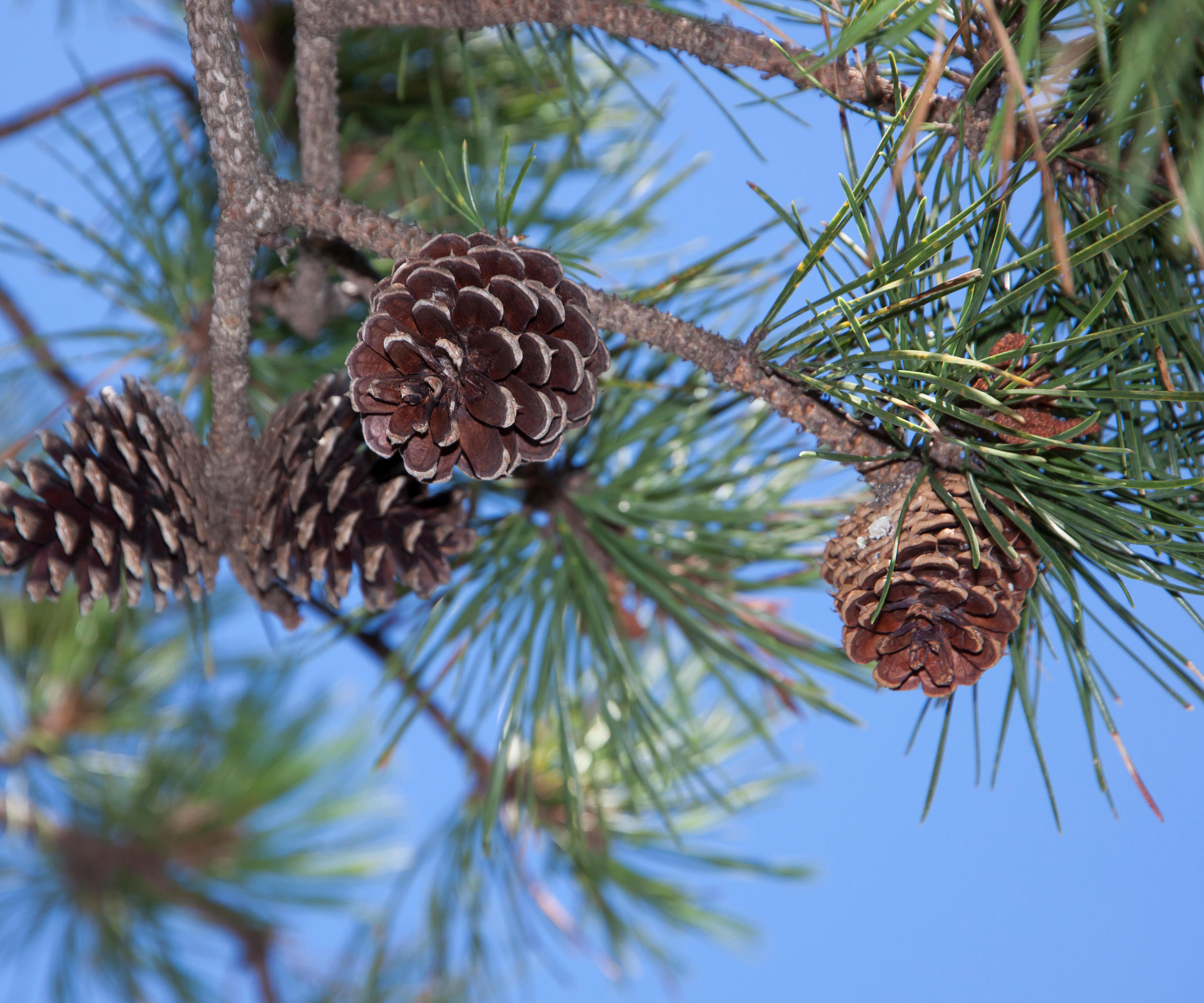 close up of pine cones and needles on a Pitch Pine (Pinus Rigida) tree against blue sky