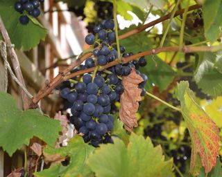 black grapes growing on a vine up a trellis