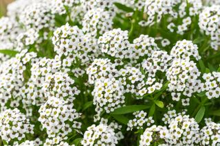 A bush of blooming white sweet alyssum flowers