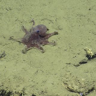 Octopus plethora nautilus expedition
