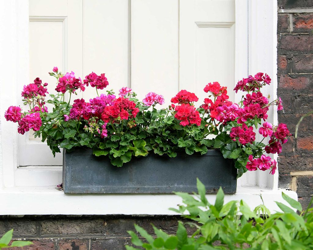 How to deadhead geraniums in pots and hanging baskets simple tips for