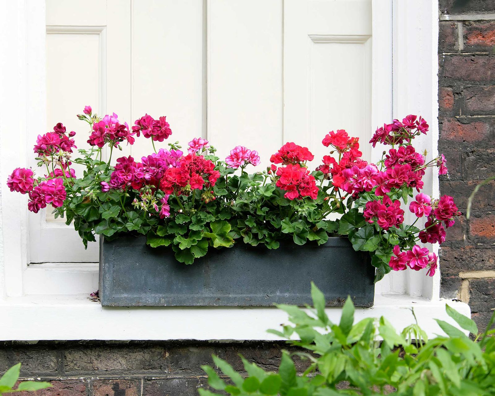 How to deadhead geraniums in pots and hanging baskets simple tips for