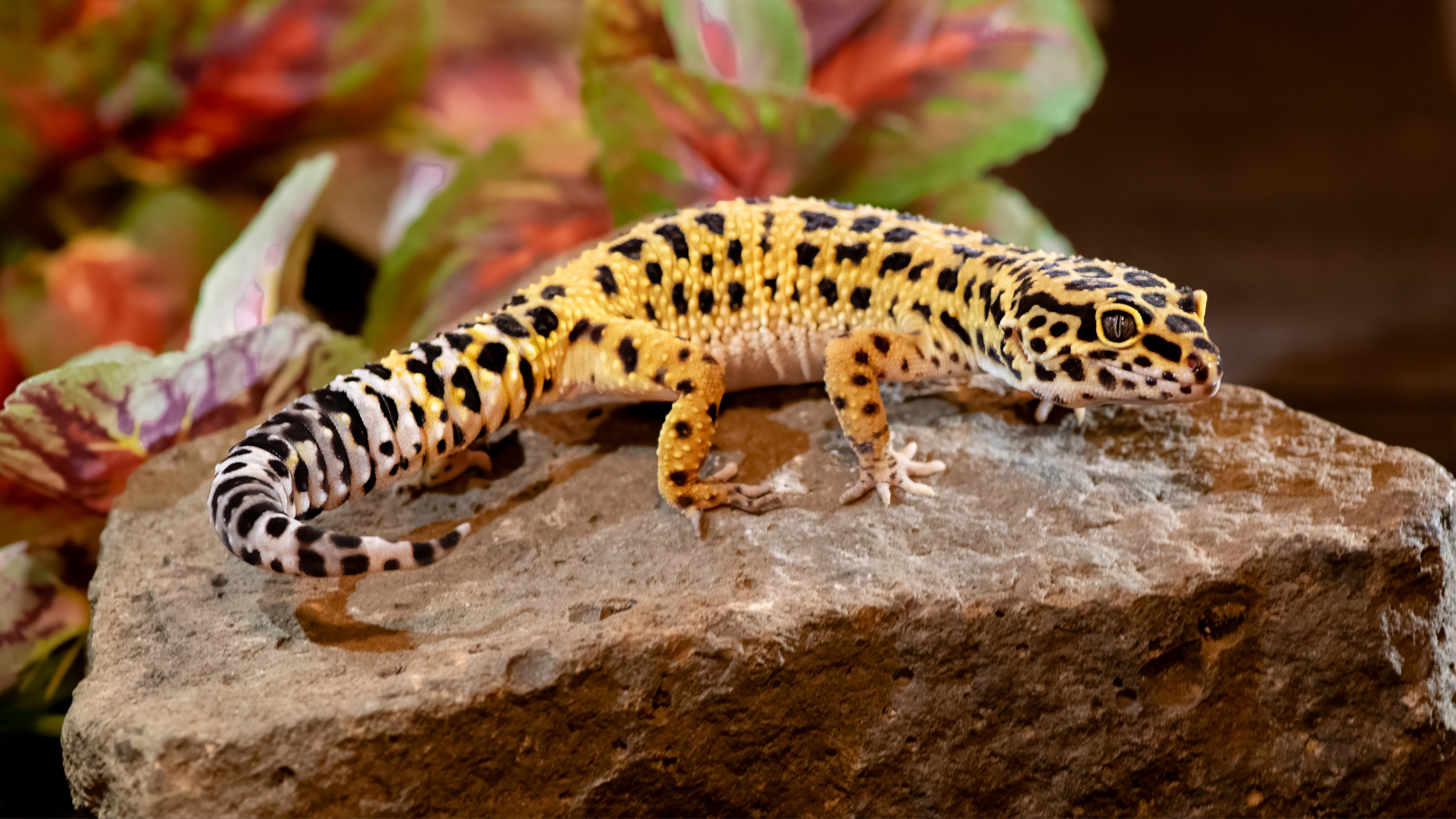 Leopard Gecko