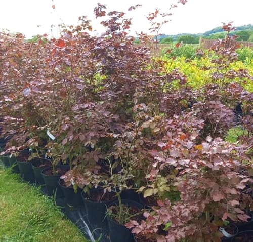 1-2ft Tall (40-60cm) Tall Potted Purple Beech Native Hedge Plants Saplings Semi-Evergreen Low Maintenance Hedging - Can Be Planted All Year Round! (5)