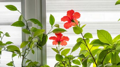 orange hibiscus plants on windowsill