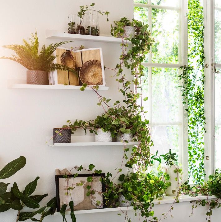 Indoor plants for ledges