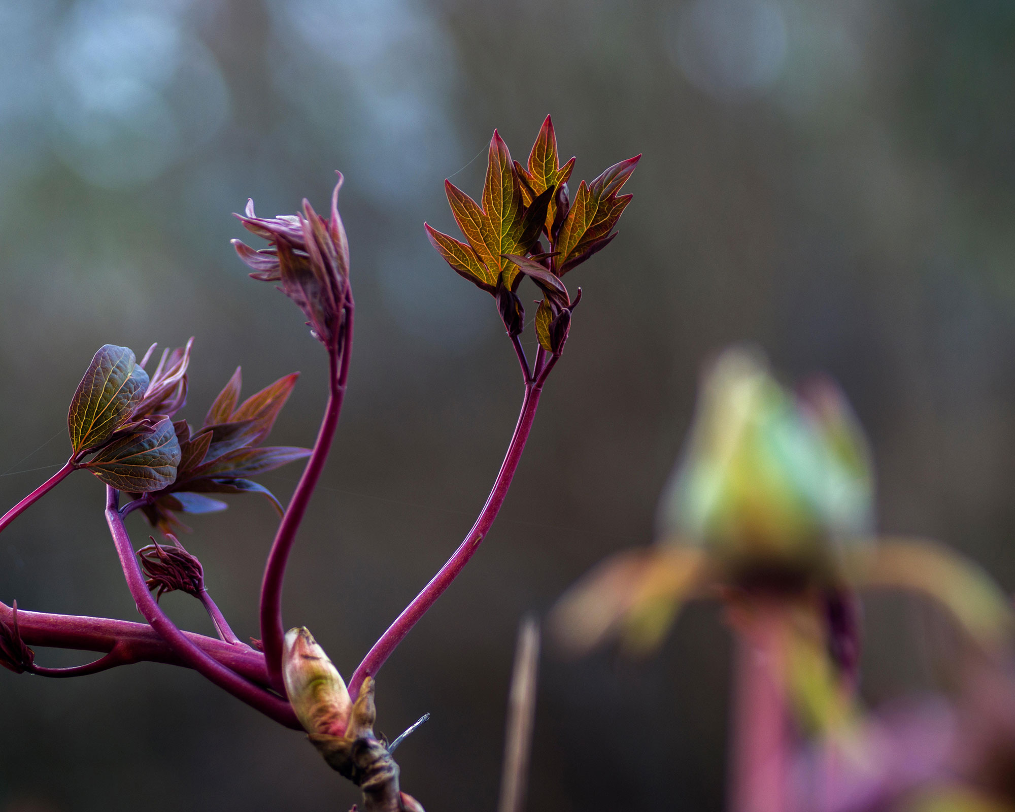 budding peony plants