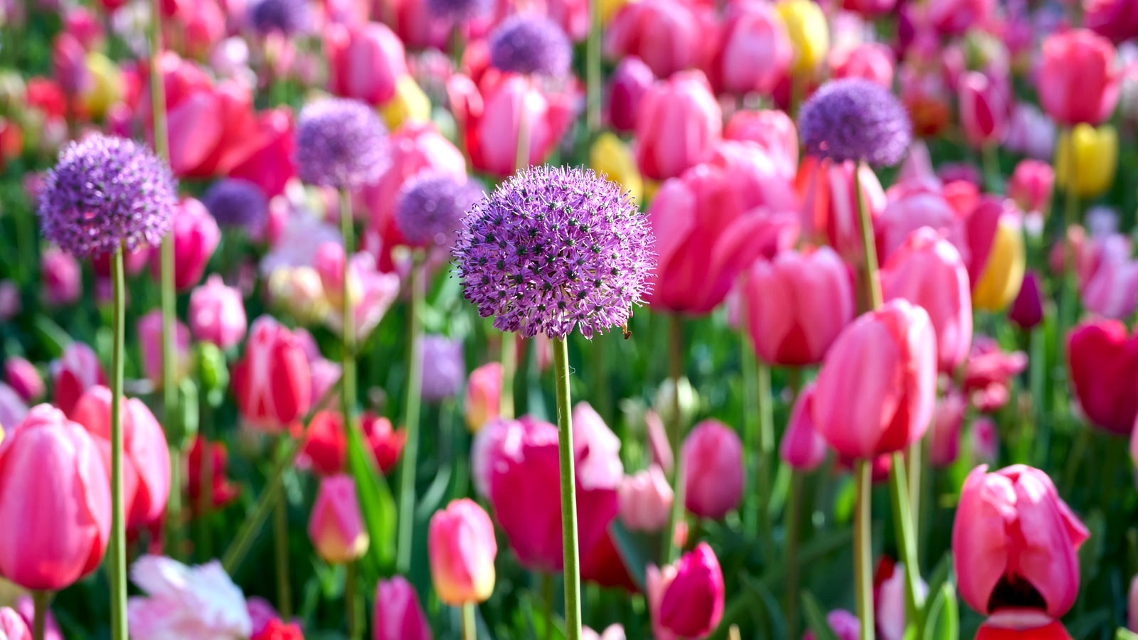spring bulb display of pink tulips and purple alliums