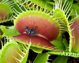 venus flytrap with a fly caught in its leaves