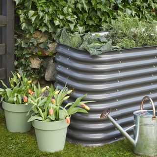 modern raised bed in garden with two green pots of tulips, watering can