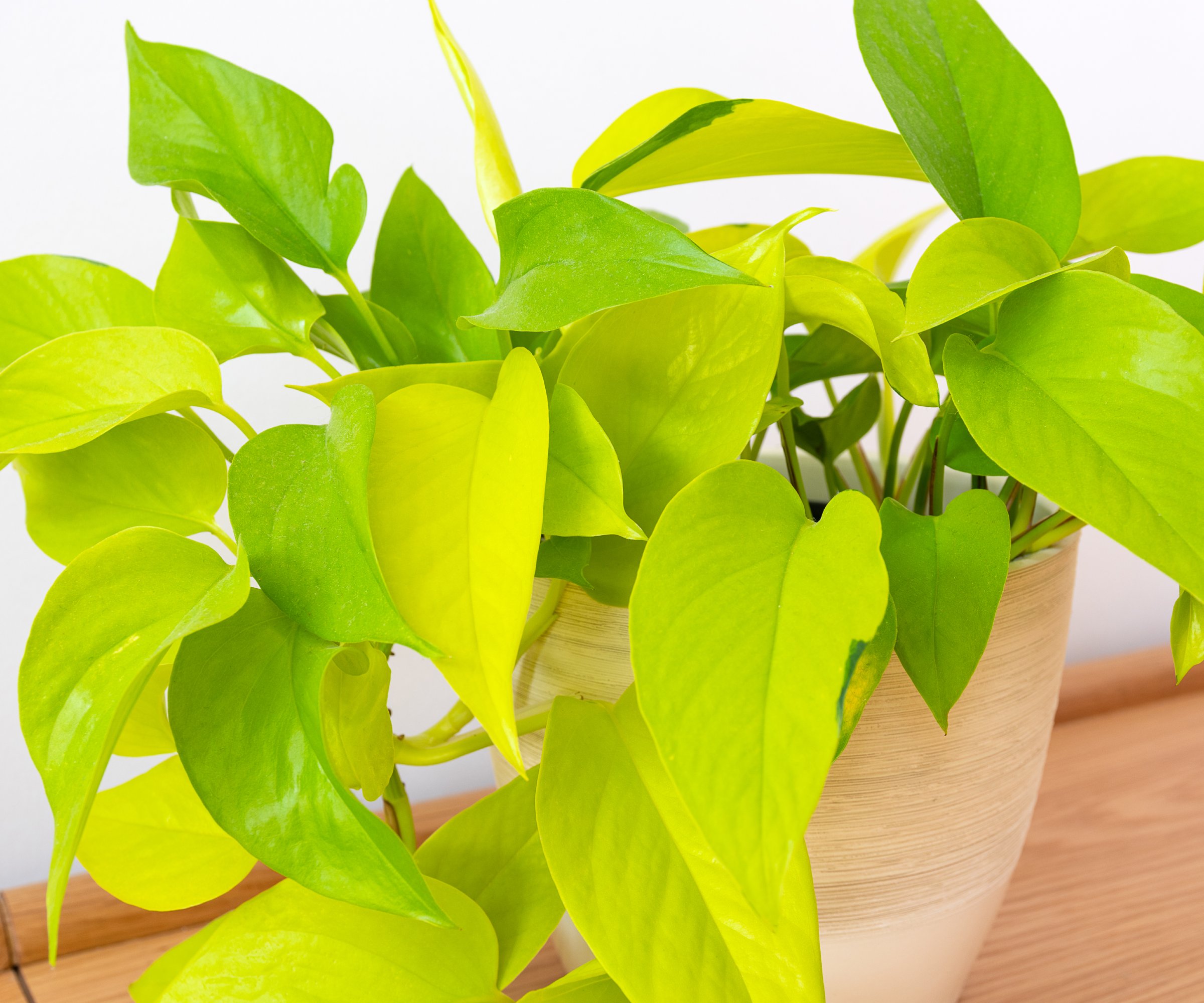 Neon pothos in a pot