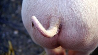 close up of a pink pigs curly tail and backside