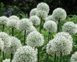 white flowers of Allium 'Mount Everest'