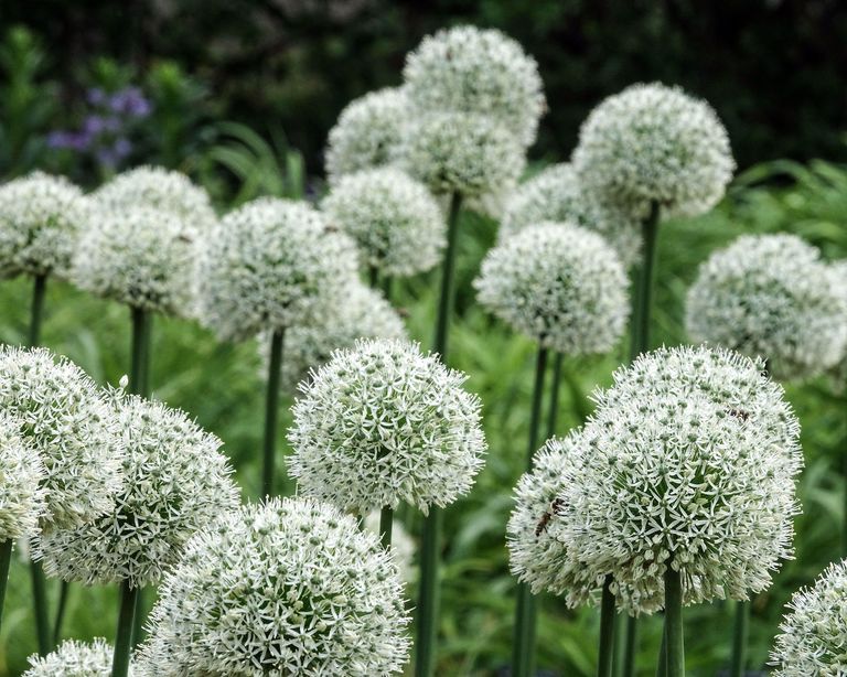 Alliums care and growing guide tips for ornamental onions Gardeningetc