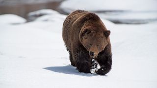 Grizzly bear walking through snow at Yellowstone National Park, USA